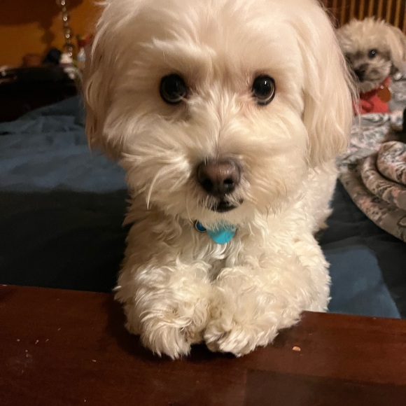 Meet your Posher, Tessa - Picture 6 of 8